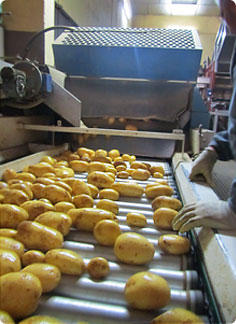 Produccin patatas